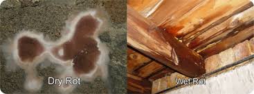 wet rot and dry rot
